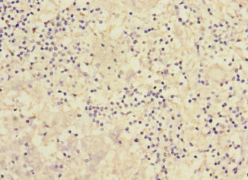 PCDH1 Antibody