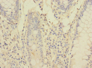 PCDH1 Antibody
