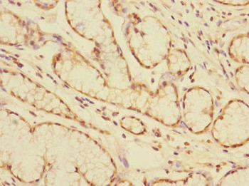 CEACAM4 Antibody