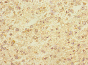 CNTNAP1 Antibody