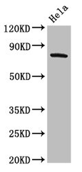 GRK3 Antibody