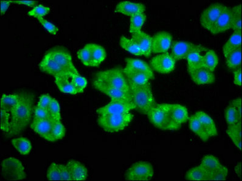 GRK3 Antibody