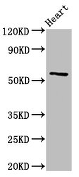 CYP2A6 Antibody