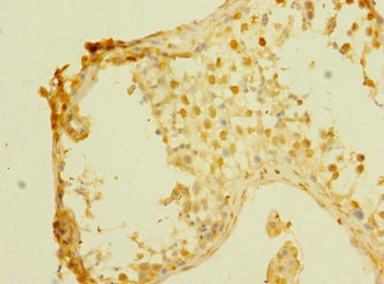 MPP6 Antibody