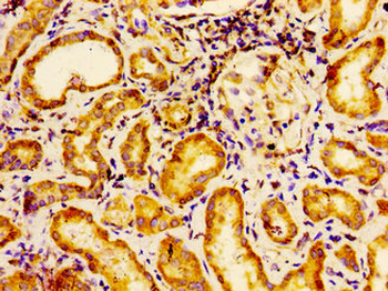 EMX2 Antibody