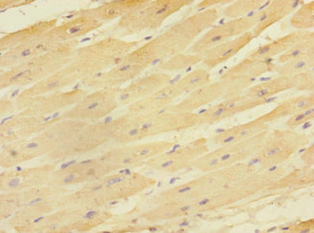 EAF2 Antibody