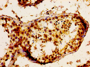 FGF17 Antibody