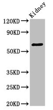 GRK5 Antibody