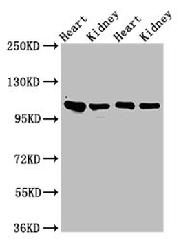ITGA6 Antibody