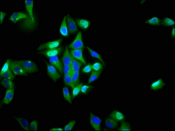 ITGA6 Antibody