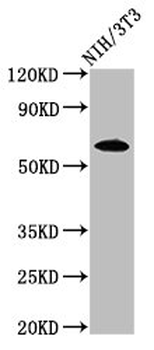 IVL Antibody