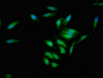 IVL Antibody