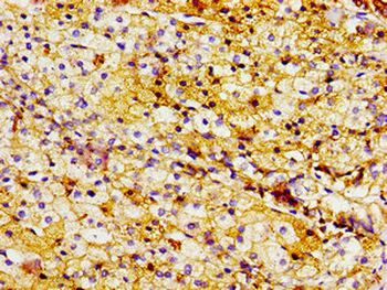 LTA4H Antibody