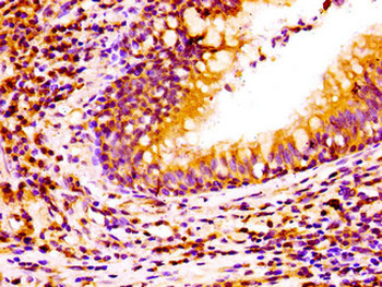 NCAM2 Antibody