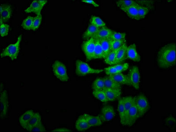 NCAM2 Antibody