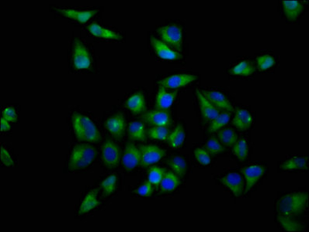 OPRL1 Antibody
