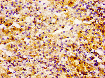 UBE2L3 Antibody