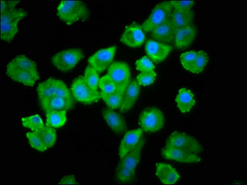 UBE2L3 Antibody