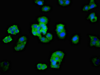 ADGRB2 Antibody