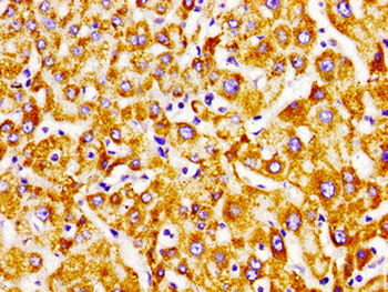 ECI2 Antibody