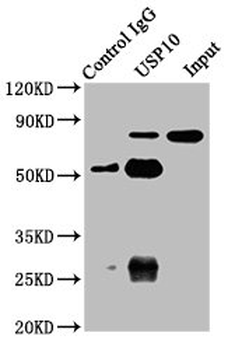 USP10 Antibody