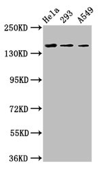 CDON Antibody