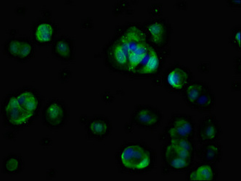 CDON Antibody
