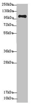 NAA25 Antibody