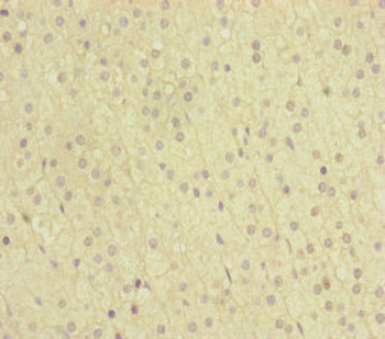 NAA25 Antibody