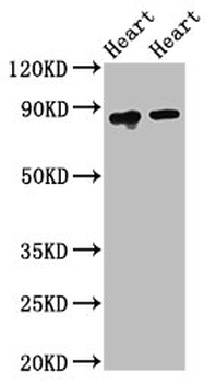 ACO2 Antibody