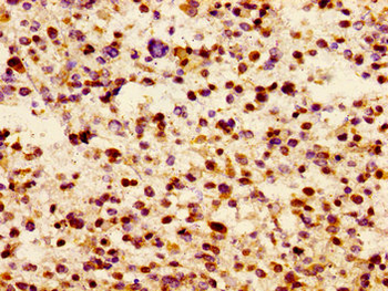 JAM3 Antibody
