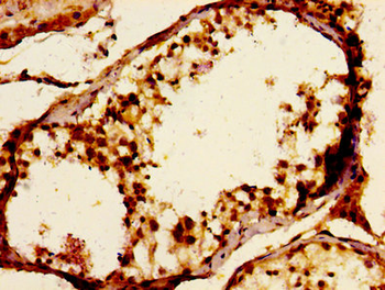 JAM3 Antibody