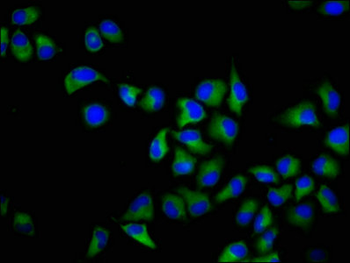 JAM3 Antibody