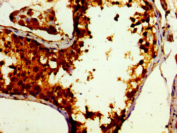 DBF4 Antibody