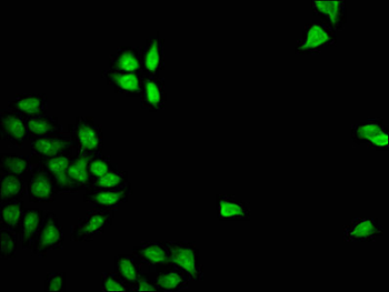 FOXD3 Antibody