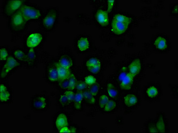 FZD10 Antibody