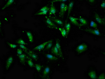 ATP7A Antibody