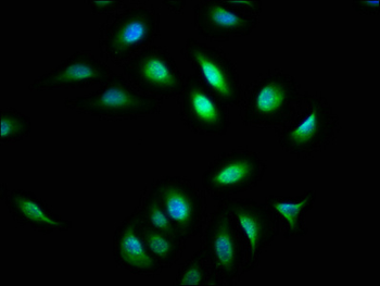 ATXN7 Antibody
