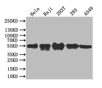 BCL3 Antibody