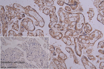 BCL3 Antibody