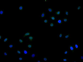 BCL3 Antibody