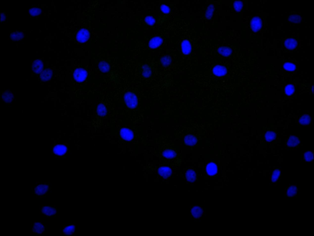 BCL3 Antibody