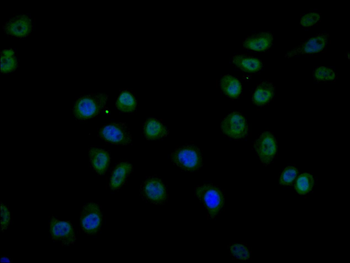 BCL3 Antibody