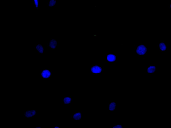 BCL3 Antibody