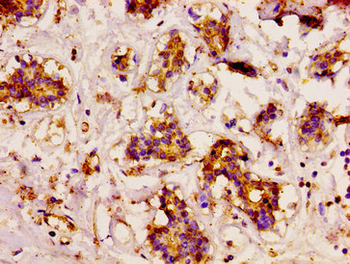 CD3EAP Antibody