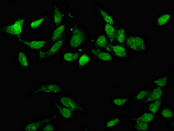 CD3EAP Antibody