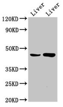 CHKB Antibody