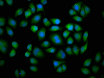 CYP2C19 Antibody