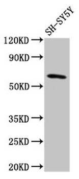 DEAF1 Antibody