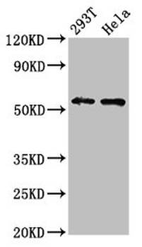 EPOR Antibody
